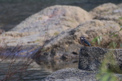ちびカワの決意
