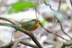 ソウシチョウ