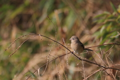 ベニマシコ1 ベニマシコ1