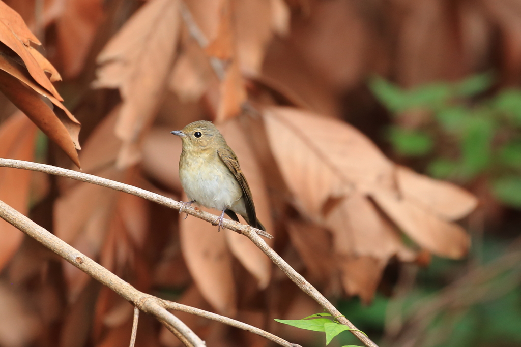 キビタキ幼鳥2