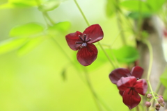 アケビの花