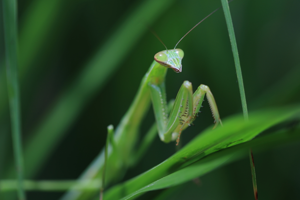 カマキリ
