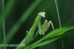 カマキリ