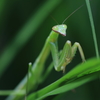 カマキリ