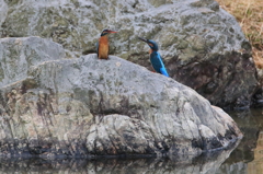 池のカワちゃん　出会いがしら