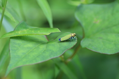 昆虫図鑑　ツマグロオオヨコバイ