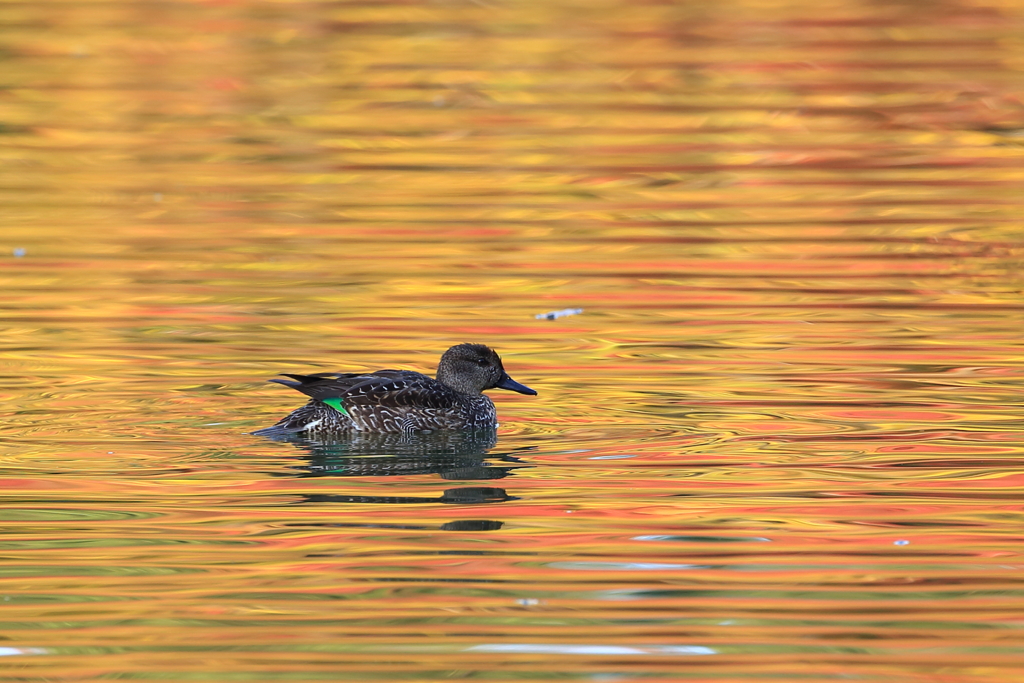 紅葉コガモ
