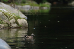 オシドリ幼鳥