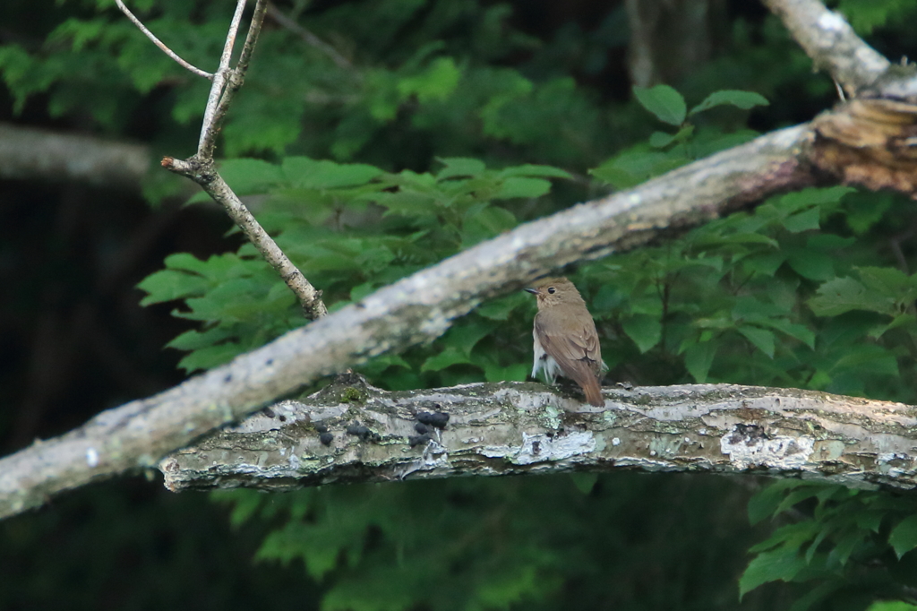 だれでしょう？