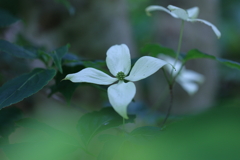 ヤマボウシ