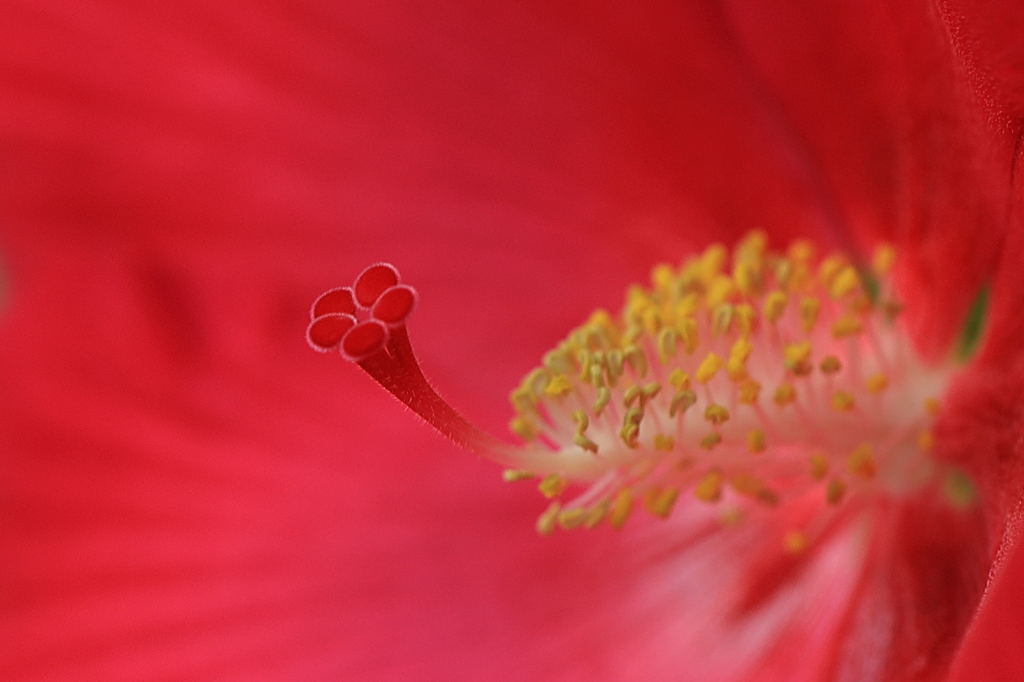 妖艶な芙蓉