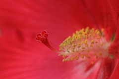 妖艶な芙蓉