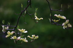 花水木　白