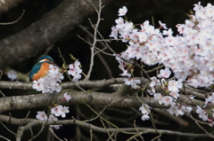カワちゃん　桜