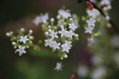 秋の山野草4