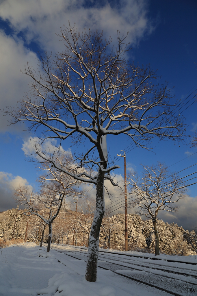 最後の雪景色