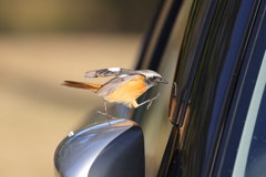 車好きのジョビ