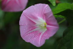 花2