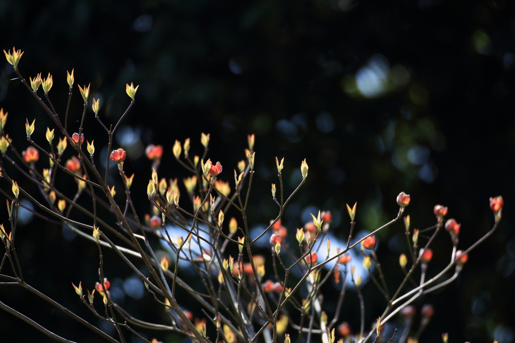 芽吹き