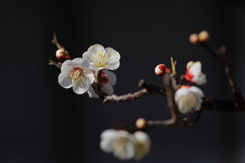 梅