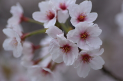 桜3