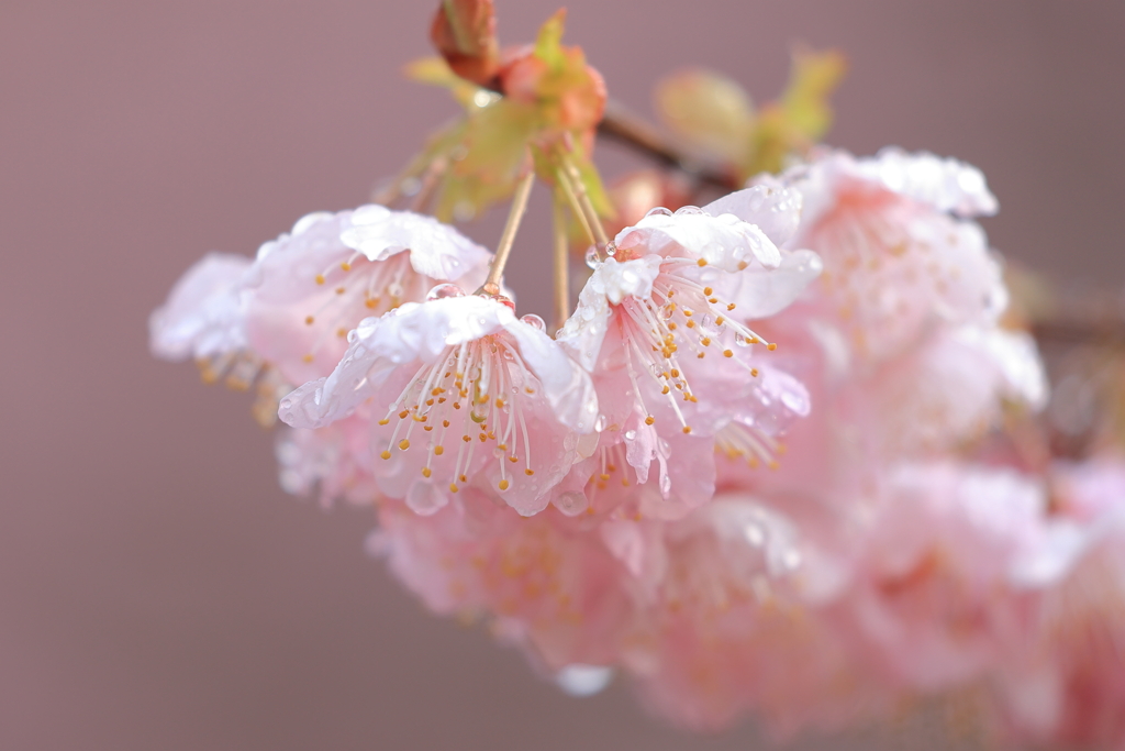 早咲き桜