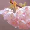 早咲き桜