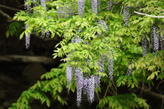 山藤