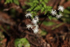 山野草8