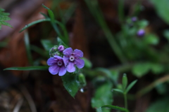 山野草4