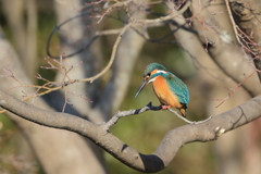 公園のカワちゃん1