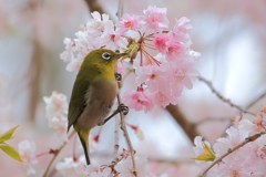 そろそろ最後のサクジロー