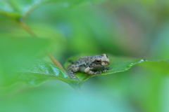 渓流の子ガエル
