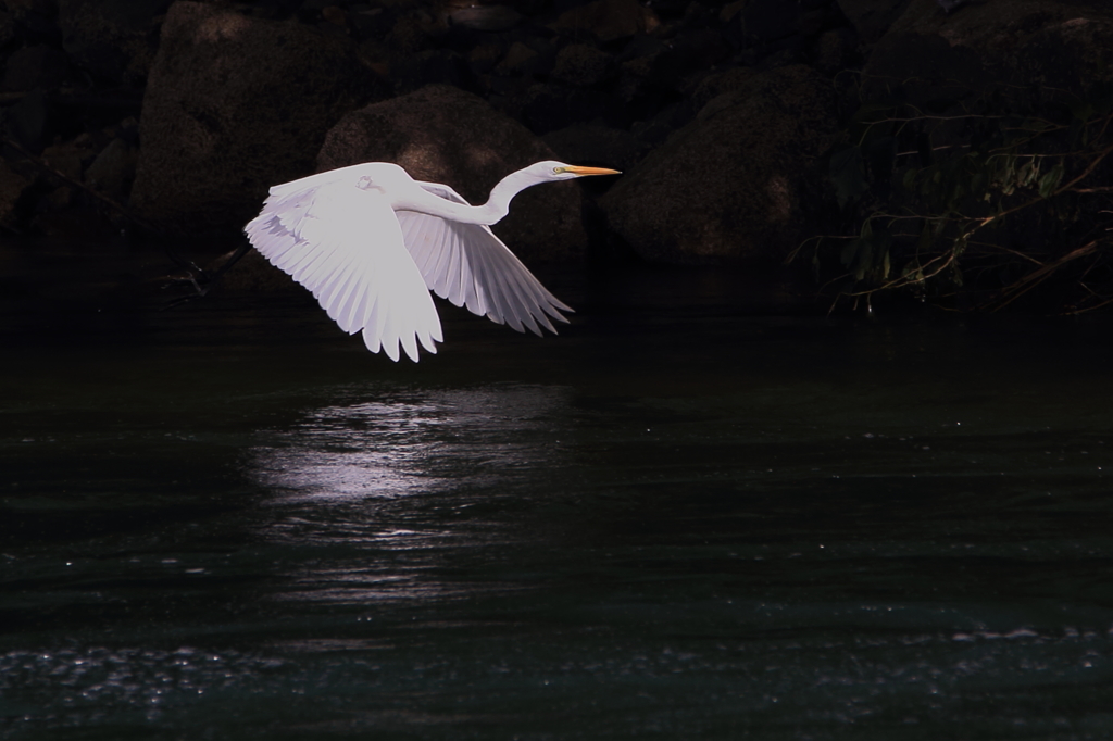 ありきたりの水鳥　シラサギ