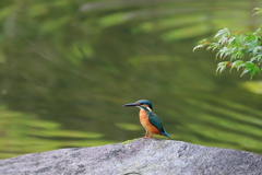 公園のカワちゃん