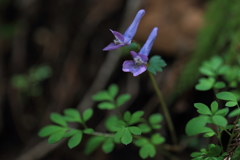 山野草9
