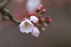 彼岸桜2