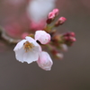 彼岸桜2