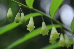 山野草2