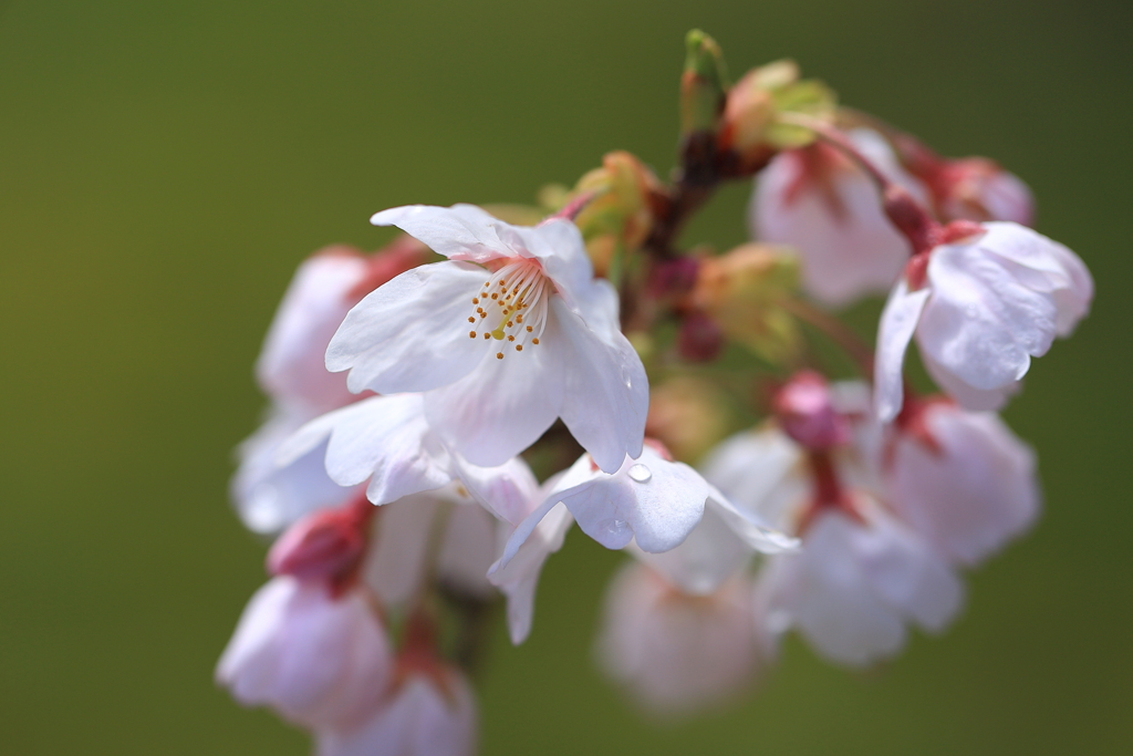 桜2