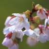 桜2