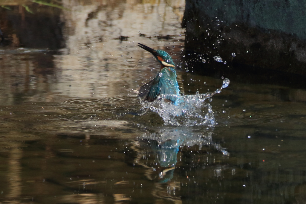 池のカワちゃん