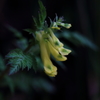 山野草3