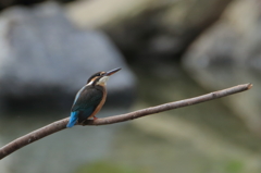 カワちゃん　新人2