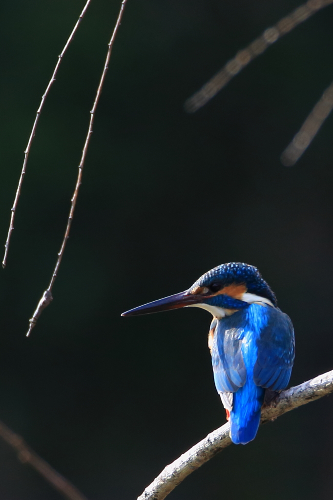 カワセミ　来年もよろしく