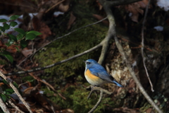 ユキルリ6 ユキルリ6