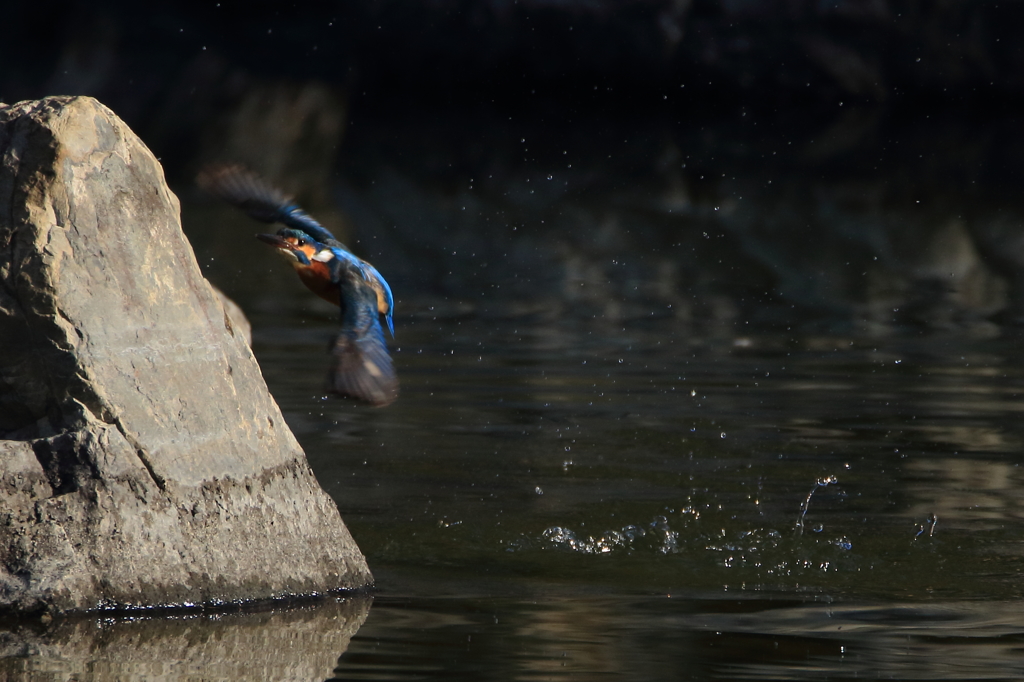 カワちゃん　水浴び3