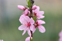桃の花