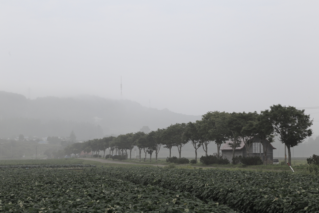 朝霧の並木