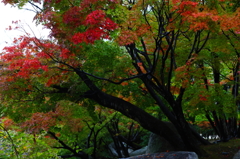 公園の紅葉